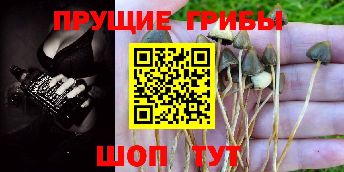 Псилоцибиновые грибы прущие грибы  Псилоцибиновые грибы Cubensis  Великий Новгород  Вход с VPN 
